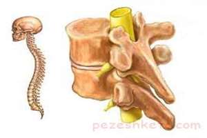 بررسی اثربخشی تجویز متفورمین در بهبود عوارض متعاقب آسیب های نخاعی؛ یک مرور نظام مند و متاآنالیز بر مدل های حیوانی